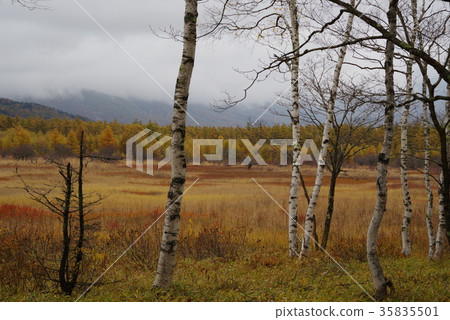 Senjogahara in autumn 35835501