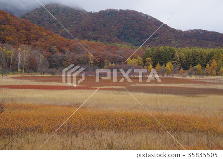 Senjogahara in autumn 35835505