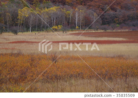 Senjogahara in autumn 35835509