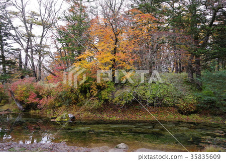 Senjogahara in autumn 35835609