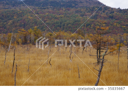 Senjogahara in autumn 35835667