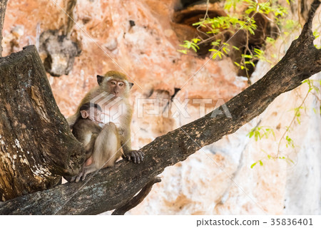 Macaque mother with child on tree. Two monkey Macaque mother with child on tree. Two monkey 35836401