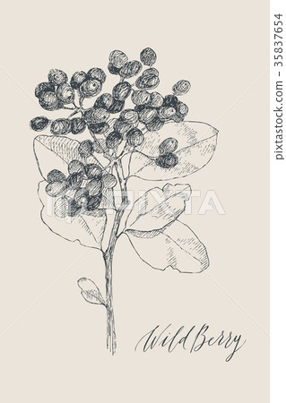 Vintage botanical illustration flower anthurium Vintage botanical illustration flower anthurium 35837654
