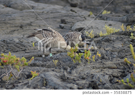 Hawaii Island Bird Nene 35838875