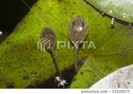 兩隻小蝌蚪 兩隻小蝌蚪 35839077