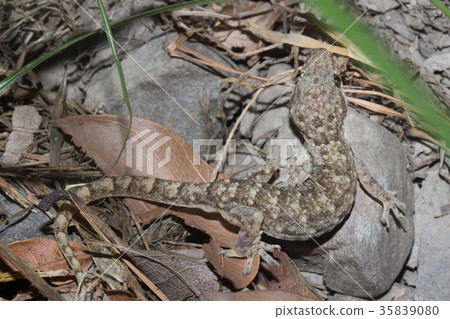 無疣蝎虎 35839080