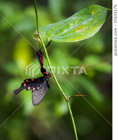 Mating of the musk Mating of the musk 35839179