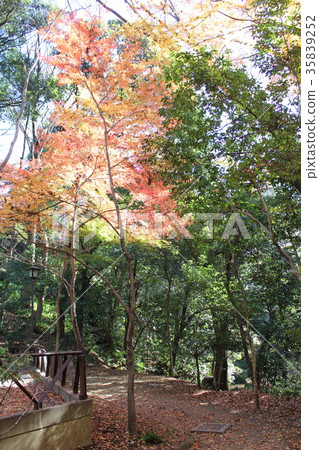 Yeozumi谷秋葉 Yeozumi谷秋葉 35839252