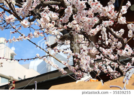 梅花和鳥類 梅花和鳥類 35839255