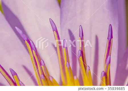 gossip purple lotus close up gossip purple lotus close up 35839885