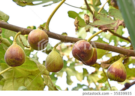 Fig (no fruit) 35839935
