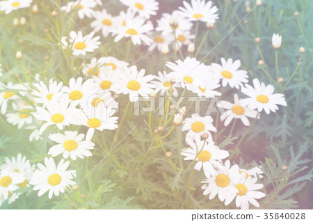 White and Yellow Flower White and Yellow Flower 35840028