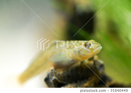 Dabo goby in the aquarium 35840449