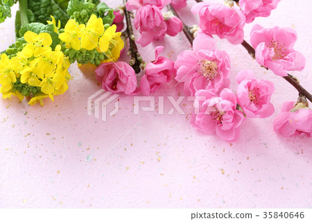 花桃子強姦開花日本紙背景 35840646