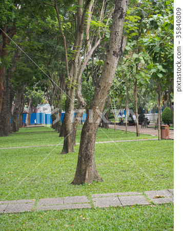 Vietnam park with many trees. Vietnam park with many trees. 35840809
