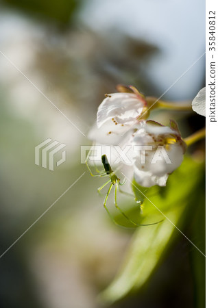 spider spider 35840812