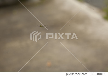 spider spider 35840813