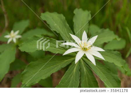 Quinogassau Quinogassau 35841178