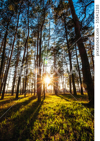 Beautiful sunset in a pine park Beautiful sunset in a pine park 35841288