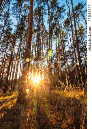 High pine trees in the setting sun of summer sun 35841293