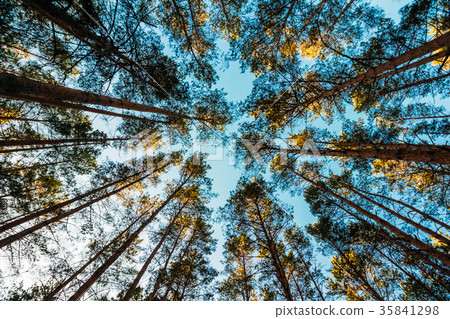 Crowns of pine trees against the sky Crowns of pine trees against the sky 35841298