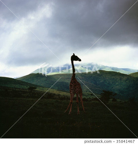 giraffe giraffe 35841467