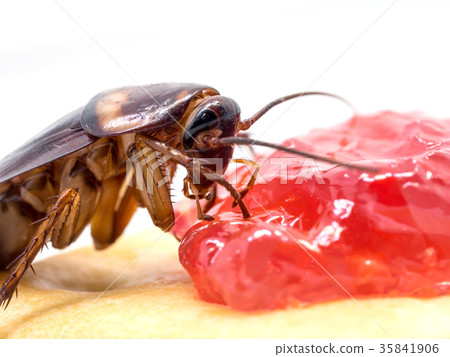 Close up cockroach on the bread with jam. Close up cockroach on the bread with jam. 35841906