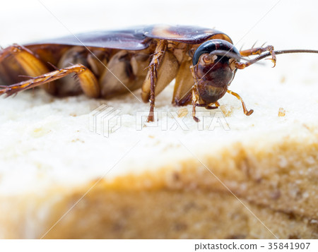 Closeup cockroach on the whole wheat bread. Closeup cockroach on the whole wheat bread. 35841907