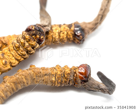 close up mushroom cordyceps this is a herbs. close up mushroom cordyceps this is a herbs. 35841908