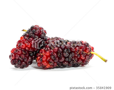 Group of mulberries isolated on white background. Group of mulberries isolated on white background. 35841909