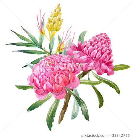 Watercolor banksia flower vector composition 35842735