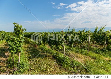 vineyards in Georgia 35844111