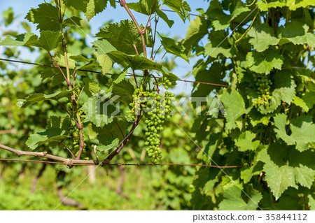vineyards in Georgia 35844112