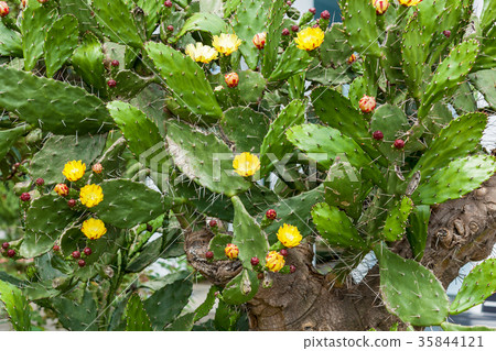 cactus in yellow flowers cactus in yellow flowers 35844121