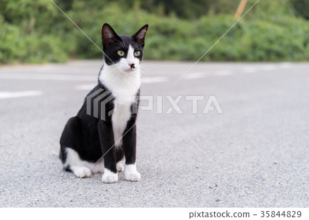 Cat Icon (PFP)  Water Cat - Stock Illustration [106178348] - PIXTA