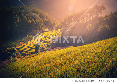 Rice fields on terraced with wooden pavilion Rice fields on terraced with wooden pavilion 35844973