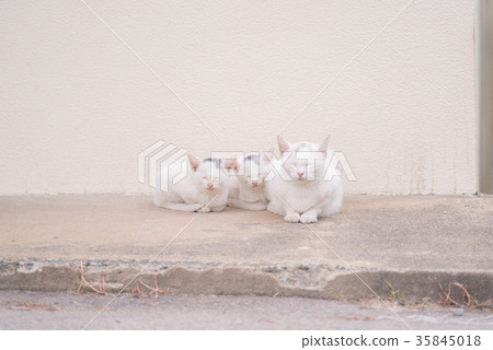 Parents and sisters of white cats Parents and sisters of white cats 35845018