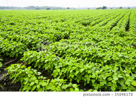 Soybean pods on field background 35846178