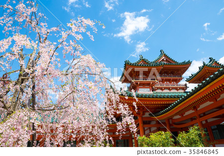 京都府京都市平安神宮櫻花和白虎塔佐京區* 2017年4月 35846845