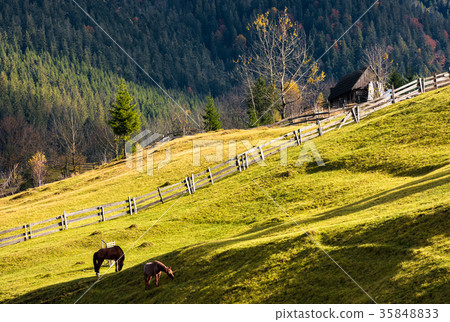 horses on a grassy hillside near the village 35848833