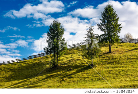 spruce trees and wooden fence on grassy hillside spruce trees and wooden fence on grassy hillside 35848834