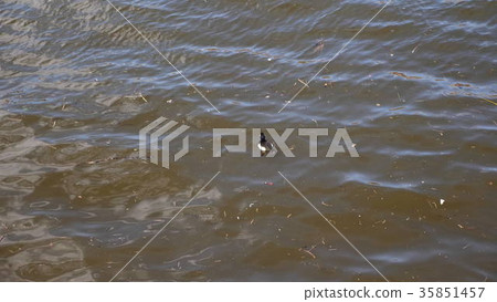 Ducks on walk floating in the pond water. 35851457