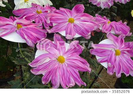 菊花 菊花 35852076