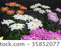 菊花 35852077