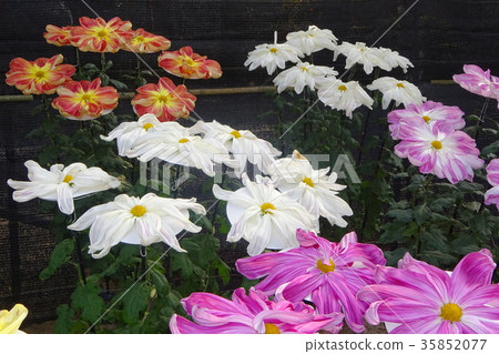 菊花 菊花 35852077