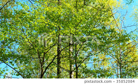 European mixed forest. Tops of the trees European mixed forest. Tops of the trees 35852084