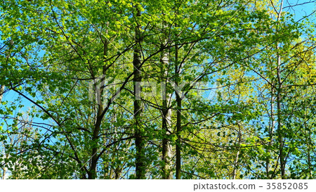 European mixed forest. Tops of the trees. European mixed forest. Tops of the trees. 35852085
