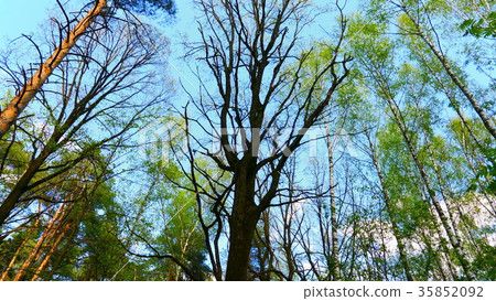 European mixed forest. Tops of the trees. European mixed forest. Tops of the trees. 35852092