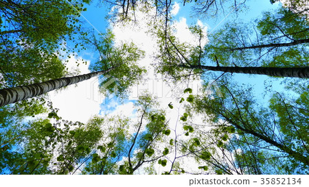 European mixed forest. Tops of the trees. European mixed forest. Tops of the trees. 35852134