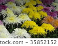 菊花 35852152